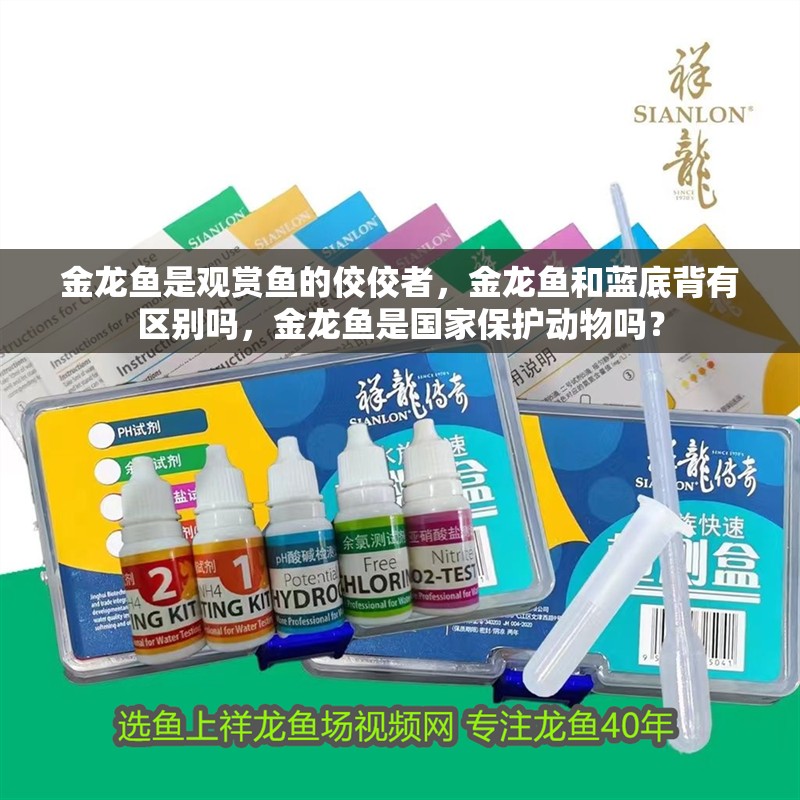 金龍魚(yú)是觀賞魚(yú)的佼佼者，金龍魚(yú)和藍(lán)底背有區(qū)別嗎，金龍魚(yú)是國(guó)家保護(hù)動(dòng)物嗎？
