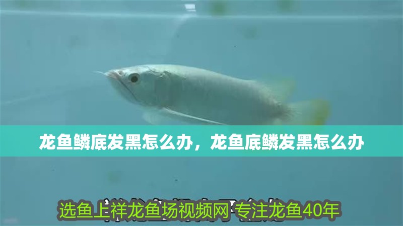 龍魚鱗底發(fā)黑怎么辦，龍魚底鱗發(fā)黑怎么辦