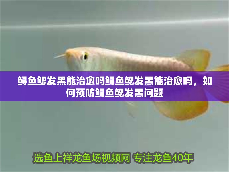 鱘魚鰓發黑能治愈嗎鱘魚鰓發黑能治愈嗎，如何預防鱘魚鰓發黑問題