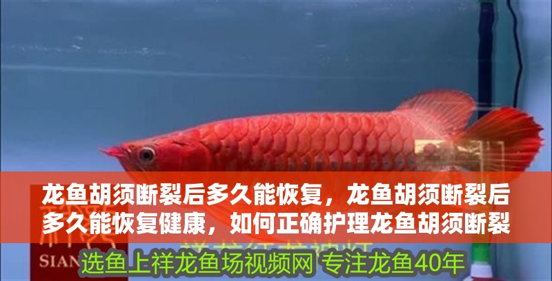 龍魚胡須斷裂后多久能恢復，龍魚胡須斷裂后多久能恢復健康，如何正確護理龍魚胡須斷裂后多久會恢復？