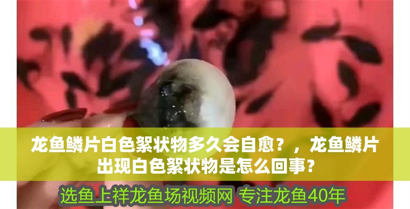 龍魚鱗片白色絮狀物多久會自愈？，龍魚鱗片出現白色絮狀物是怎么回事？
