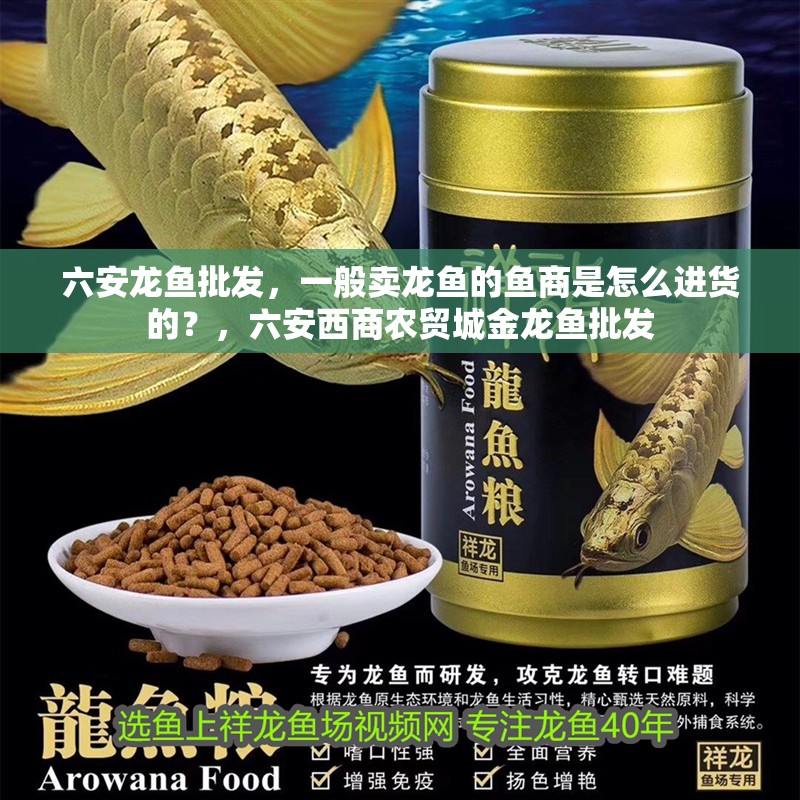六安龍魚批發，一般賣龍魚的魚商是怎么進貨的？，六安西商農貿城金龍魚批發