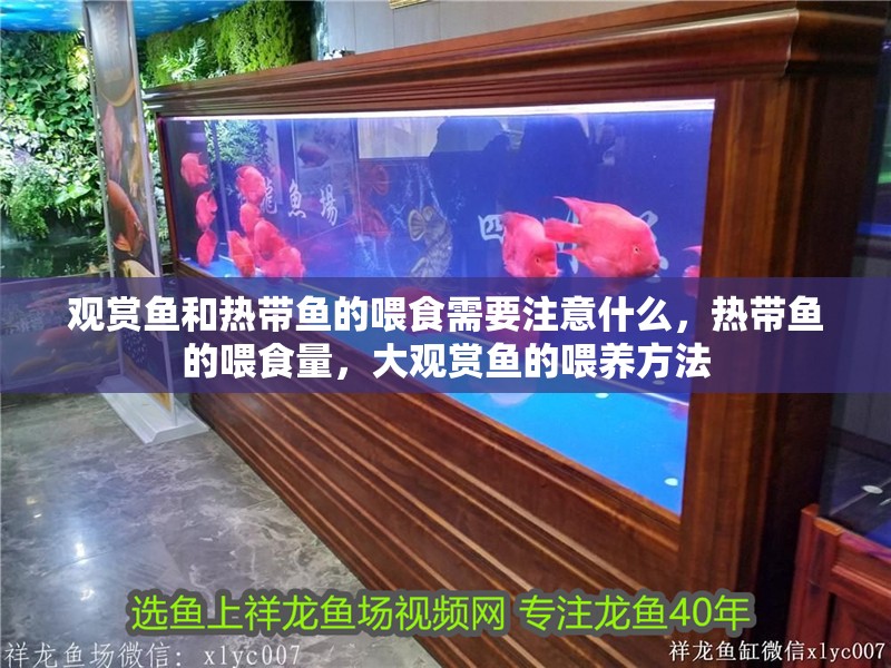 觀賞魚和熱帶魚的喂食需要注意什么，熱帶魚的喂食量，大觀賞魚的喂養方法