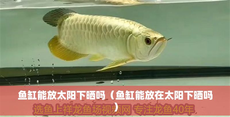 魚缸能放太陽下曬嗎（魚缸能放在太陽下曬嗎）