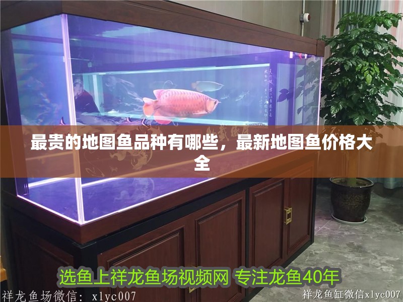 最貴的地圖魚品種有哪些，最新地圖魚價(jià)格大全