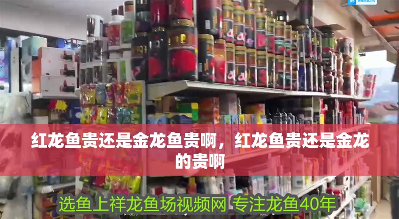 紅龍魚貴還是金龍魚貴啊，紅龍魚貴還是金龍的貴啊 紅龍魚貴還是金龍魚貴啊，紅龍魚貴還是金龍的貴啊 觀賞魚百科