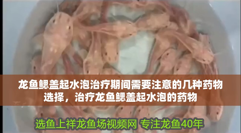龍魚鰓蓋起水泡治療期間需要注意的幾種藥物選擇，治療龍魚鰓蓋起水泡的藥物