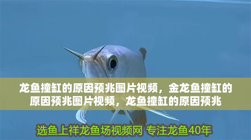 龍魚撞缸的原因預(yù)兆圖片視頻，金龍魚撞缸的原因預(yù)兆圖片視頻，龍魚撞缸的原因預(yù)兆
