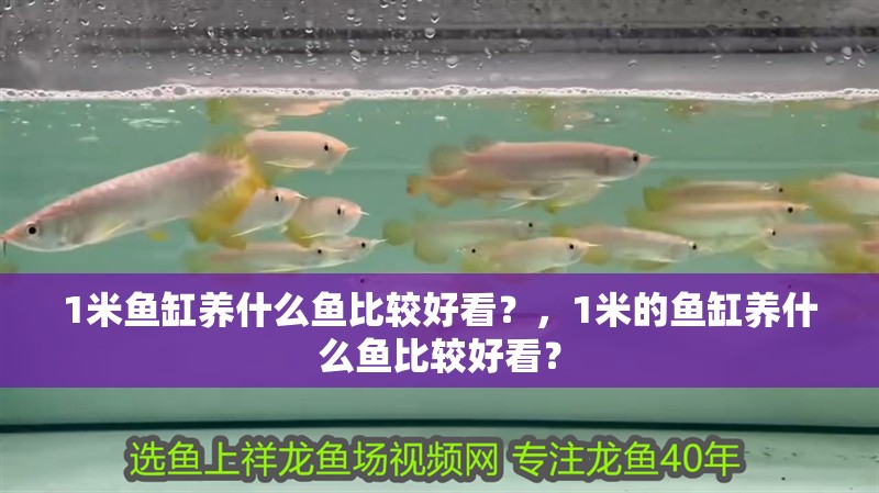 1米魚缸養什么魚比較好看？，1米的魚缸養什么魚比較好看？