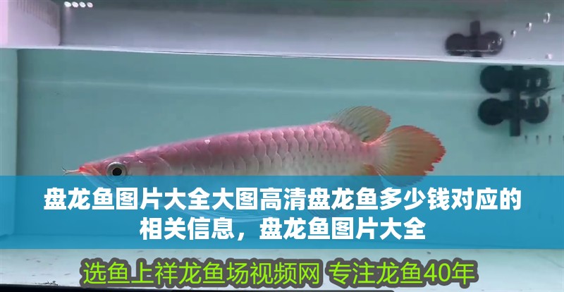 盤龍魚圖片大全大圖高清盤龍魚多少錢對應的相關信息，盤龍魚圖片大全