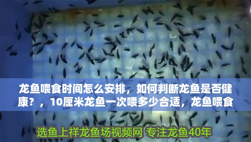 龍魚喂食時間怎么安排，如何判斷龍魚是否健康？，10厘米龍魚一次喂多少合適，龍魚喂食時間怎么安排 龍魚喂食時間怎么安排，如何判斷龍魚是否健康？，10厘米龍魚一次喂多少合適，龍魚喂食時間怎么安排 龍魚百科 第2張