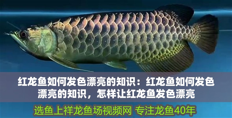 紅龍魚如何發色漂亮的知識：紅龍魚如何發色漂亮的知識，怎樣讓紅龍魚發色漂亮