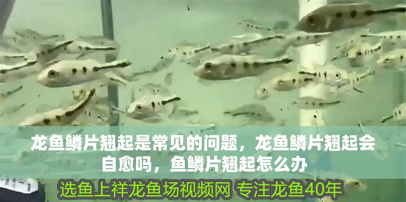 龍魚鱗片翹起是常見的問題，龍魚鱗片翹起會自愈嗎，魚鱗片翹起怎么辦