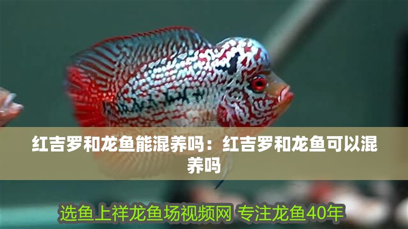 紅吉羅和龍魚(yú)能混養(yǎng)嗎：紅吉羅和龍魚(yú)可以混養(yǎng)嗎