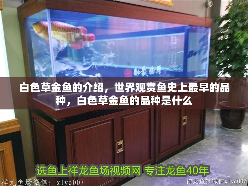 白色草金魚的介紹，世界觀賞魚史上最早的品種，白色草金魚的品種是什么