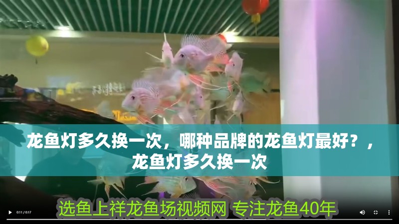 龍魚燈多久換一次，哪種品牌的龍魚燈最好？，龍魚燈多久換一次