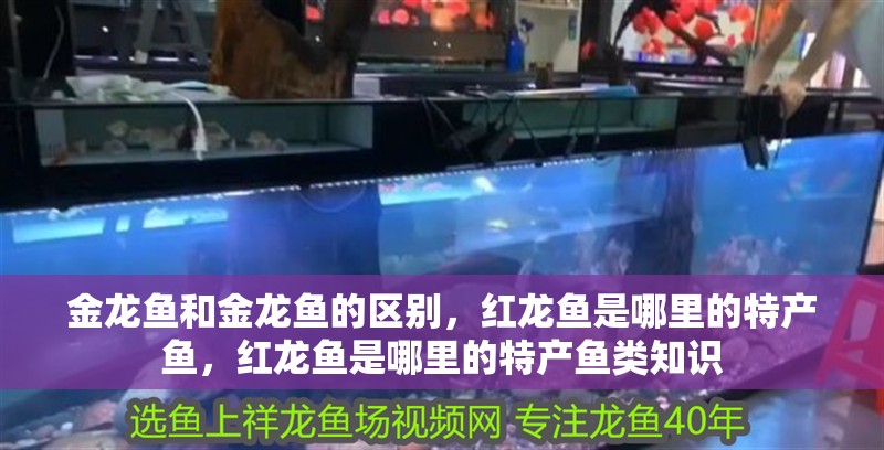 金龍魚和金龍魚的區別，紅龍魚是哪里的特產魚，紅龍魚是哪里的特產魚類知識 金龍魚和金龍魚的區別，紅龍魚是哪里的特產魚，紅龍魚是哪里的特產魚類知識 觀賞魚百科 第2張