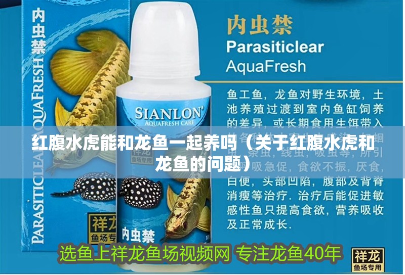 紅腹水虎能和龍魚一起養嗎（關于紅腹水虎和龍魚的問題）