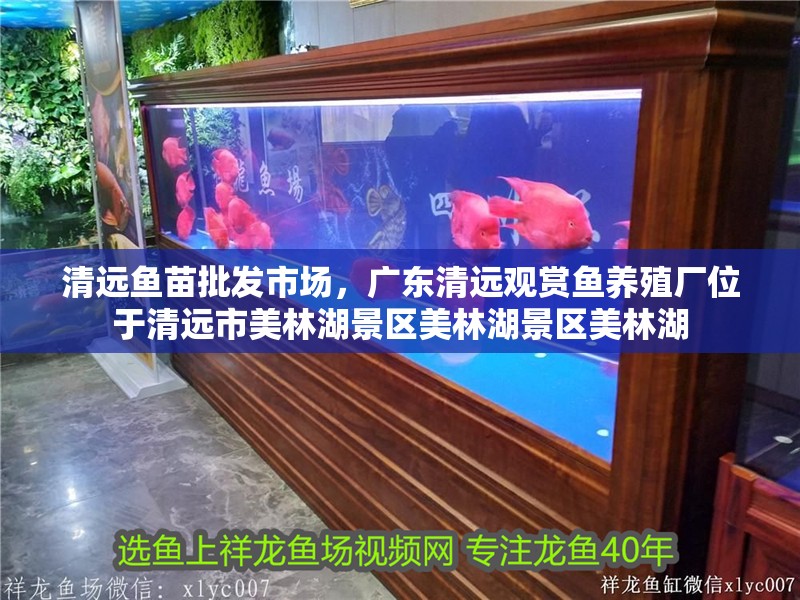清遠魚苗批發市場，廣東清遠觀賞魚養殖廠位于清遠市美林湖景區美林湖景區美林湖