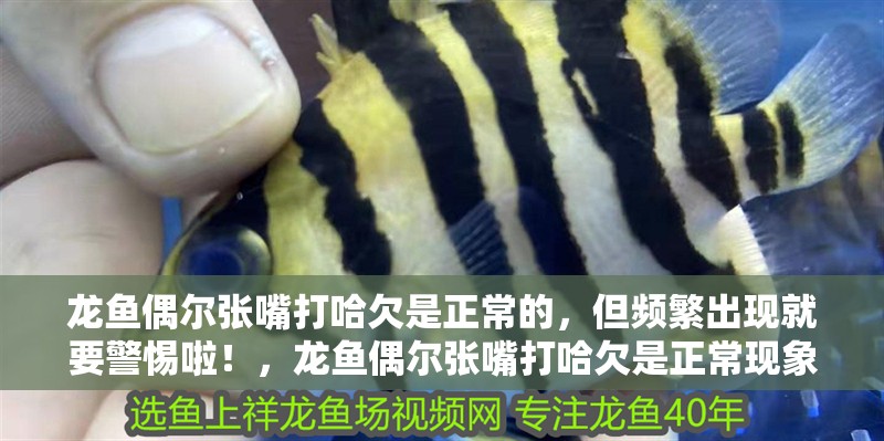 龍魚偶爾張嘴打哈欠是正常的，但頻繁出現(xiàn)就要警惕啦！，龍魚偶爾張嘴打哈欠是正常現(xiàn)象嗎龍魚偶爾張嘴打哈欠是正常現(xiàn)象嗎