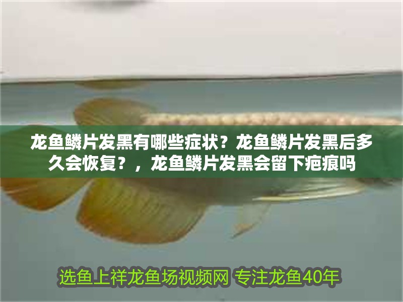 龍魚鱗片發黑有哪些癥狀？龍魚鱗片發黑后多久會恢復？，龍魚鱗片發黑會留下疤痕嗎