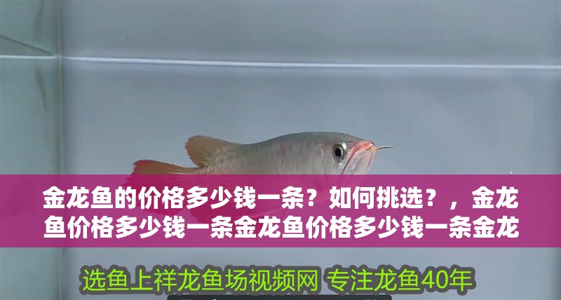 金龍魚的價格多少錢一條？如何挑選？，金龍魚價格多少錢一條金龍魚價格多少錢一條金龍魚