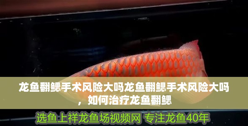 龍魚翻鰓手術風險大嗎龍魚翻鰓手術風險大嗎，如何治療龍魚翻鰓
