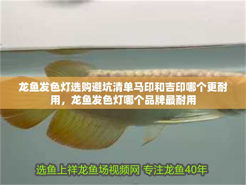 龍魚發色燈選購避坑清單馬印和吉印哪個更耐用，龍魚發色燈哪個品牌最耐用 龍魚發色燈選購避坑清單馬印和吉印哪個更耐用，龍魚發色燈哪個品牌最耐用 龍魚百科