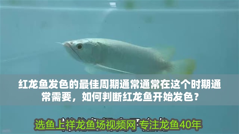 紅龍魚發色的最佳周期通常通常在這個時期通常需要，如何判斷紅龍魚開始發色？