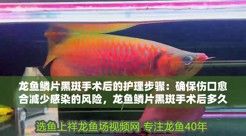 龍魚(yú)鱗片黑斑手術(shù)后的護(hù)理步驟：確保傷口愈合減少感染的風(fēng)險(xiǎn)，龍魚(yú)鱗片黑斑手術(shù)后多久能恢復(fù)？