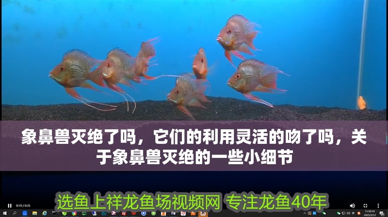 象鼻獸滅絕了嗎，它們的利用靈活的吻了嗎，關于象鼻獸滅絕的一些小細節 象鼻獸滅絕了嗎，它們的利用靈活的吻了嗎，關于象鼻獸滅絕的一些小細節 觀賞魚百科