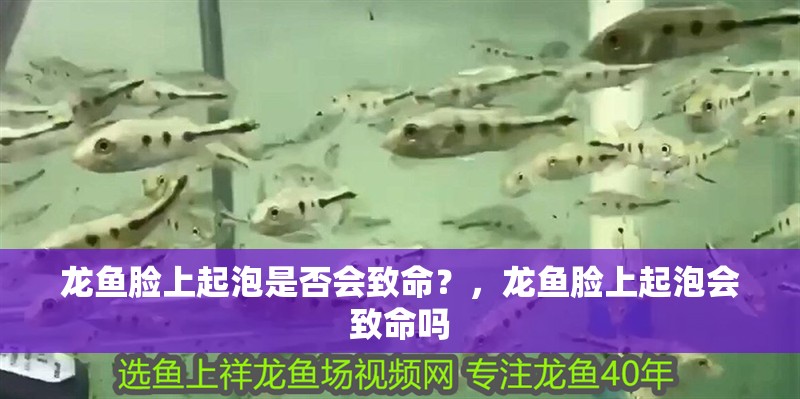 龍魚臉上起泡是否會致命？，龍魚臉上起泡會致命嗎