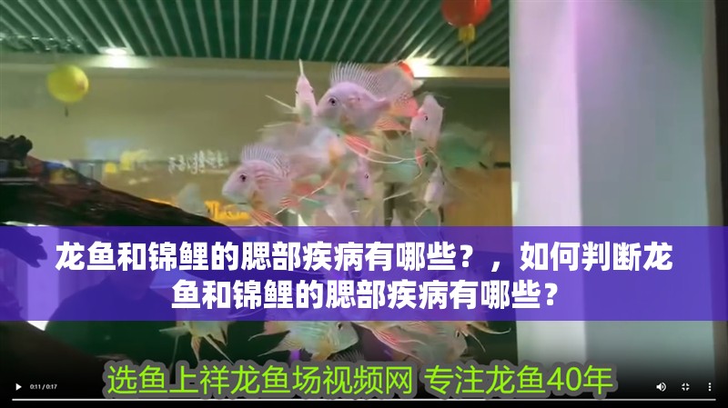 龍魚和錦鯉的腮部疾病有哪些？，如何判斷龍魚和錦鯉的腮部疾病有哪些？