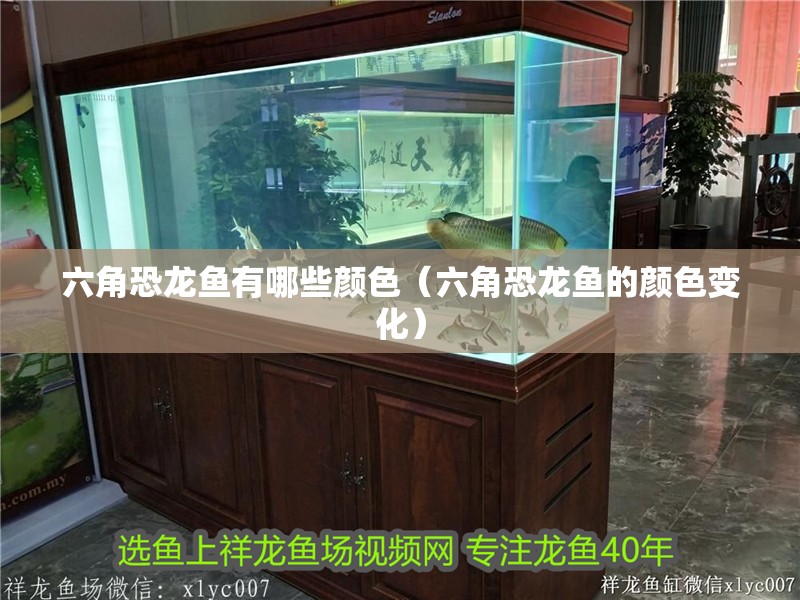 六角恐龍魚有哪些顏色（六角恐龍魚的顏色變化）
