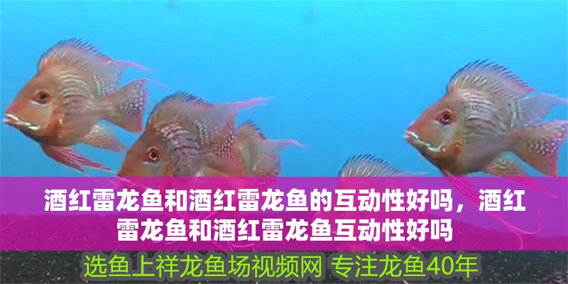 酒紅雷龍魚和酒紅雷龍魚的互動性好嗎，酒紅雷龍魚和酒紅雷龍魚互動性好嗎