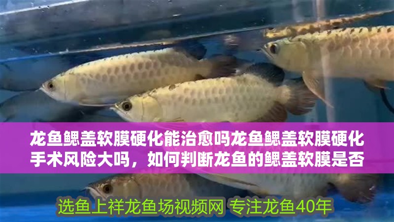 龍魚鰓蓋軟膜硬化能治愈嗎龍魚鰓蓋軟膜硬化手術風險大嗎，如何判斷龍魚的鰓蓋軟膜是否硬化？