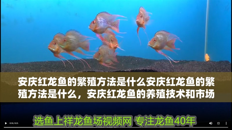 安慶紅龍魚的繁殖方法是什么安慶紅龍魚的繁殖方法是什么，安慶紅龍魚的養(yǎng)殖技術(shù)和市場前景