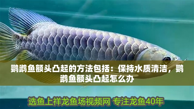 鸚鵡魚額頭凸起的方法包括：保持水質清潔，鸚鵡魚額頭凸起怎么辦