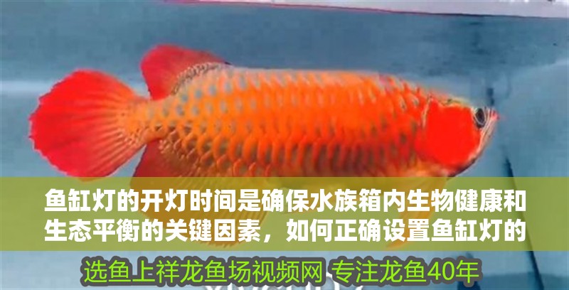 魚缸燈的開燈時間是確保水族箱內生物健康和生態平衡的關鍵因素，如何正確設置魚缸燈的開燈時間