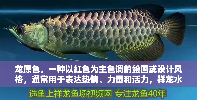 龍原色，一種以紅色為主色調的繪畫或設計風格，通常用于表達熱情、力量和活力，祥龍水族聯盟魚友評論