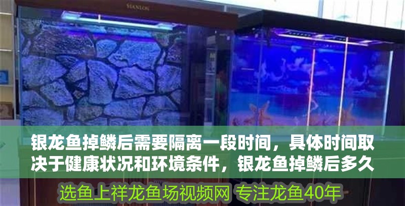 銀龍魚掉鱗后需要隔離一段時間，具體時間取決于健康狀況和環境條件，銀龍魚掉鱗后多久會恢復