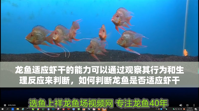 龍魚適應蝦干的能力可以通過觀察其行為和生理反應來判斷，如何判斷龍魚是否適應蝦干