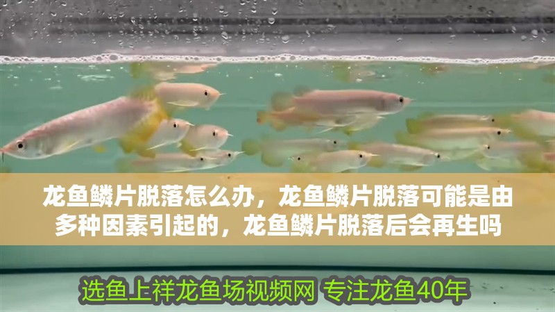 龍魚鱗片脫落怎么辦，龍魚鱗片脫落可能是由多種因素引起的，龍魚鱗片脫落后會再生嗎 龍魚鱗片脫落怎么辦，龍魚鱗片脫落可能是由多種因素引起的，龍魚鱗片脫落后會再生嗎 龍魚百科 第3張