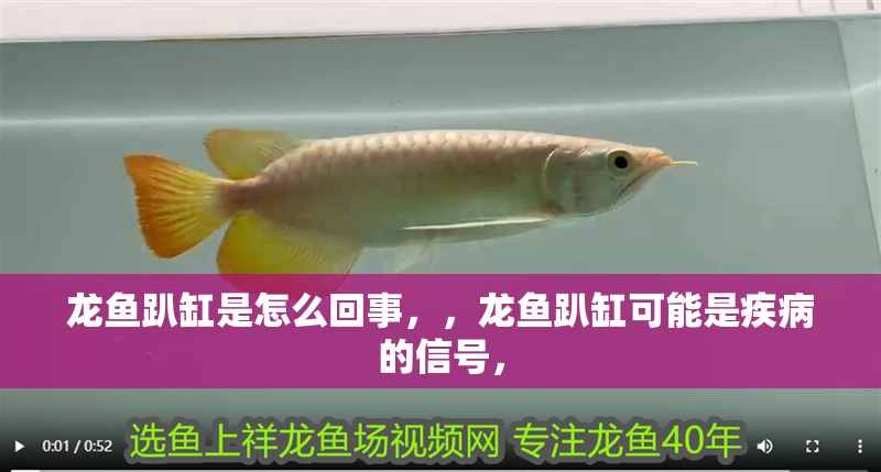 龍魚趴缸是怎么回事，，龍魚趴缸可能是疾病的信號，