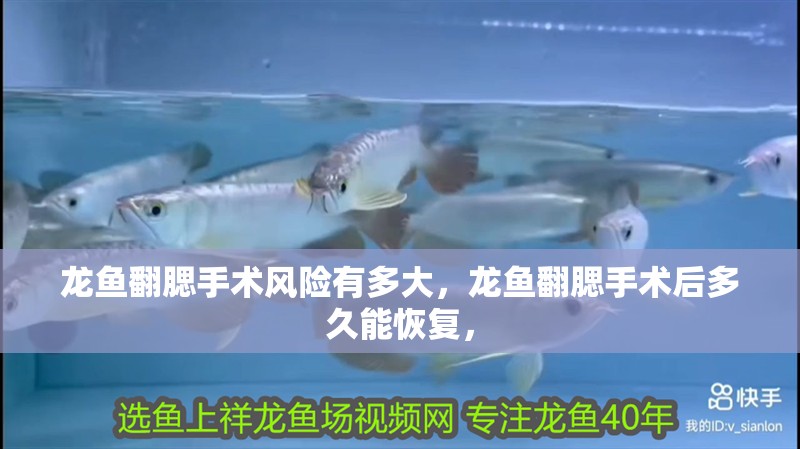 龍魚翻腮手術(shù)風(fēng)險(xiǎn)有多大，龍魚翻腮手術(shù)后多久能恢復(fù)，