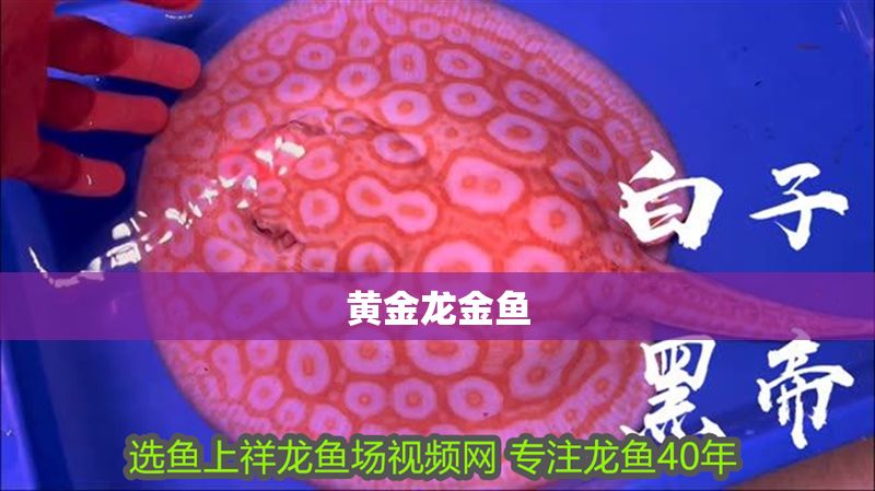 黃金龍金魚 龍魚百科 第1張 黃金龍金魚 黃金龍金魚 龍魚百科 第1張