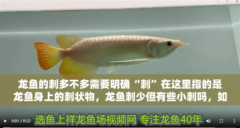 龍魚的刺多不多需要明確“刺”在這里指的是龍魚身上的刺狀物，龍魚刺少但有些小刺嗎，如何挑選新鮮的龍利魚