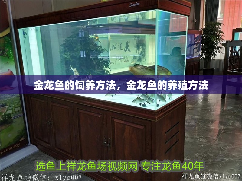 金龍魚的飼養(yǎng)方法，金龍魚的養(yǎng)殖方法