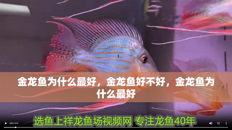 金龍魚為什么最好，金龍魚好不好，金龍魚為什么最好