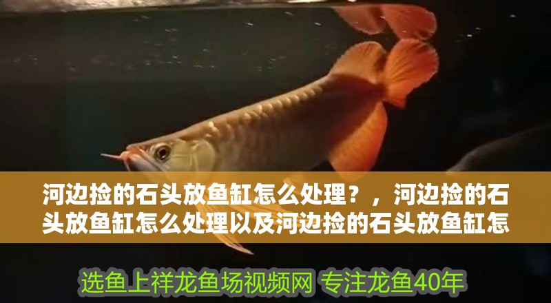 河邊撿的石頭放魚缸怎么處理？，河邊撿的石頭放魚缸怎么處理以及河邊撿的石頭放魚缸怎么處理